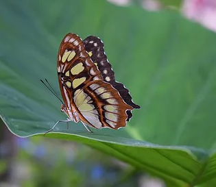 Cozumel Butterflies