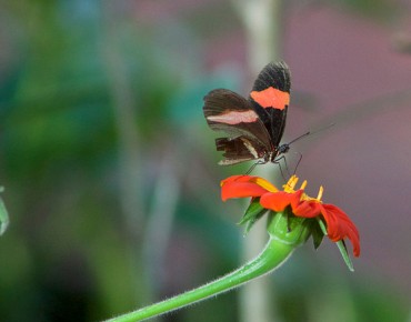 Visit – Cozumel Butterflies